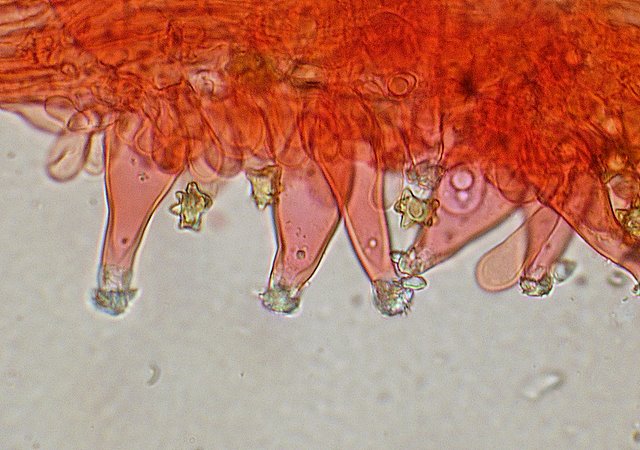 Inocybe asterospora   Qulet